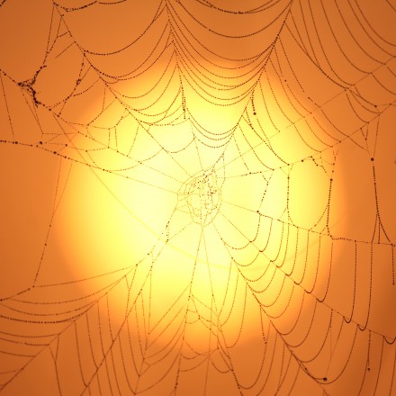 Spinneweb