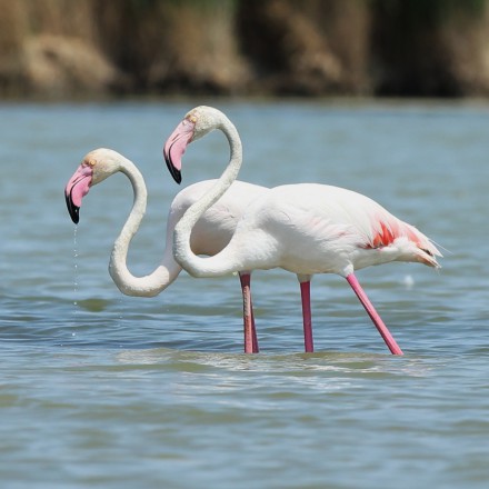 Roze flamingo's