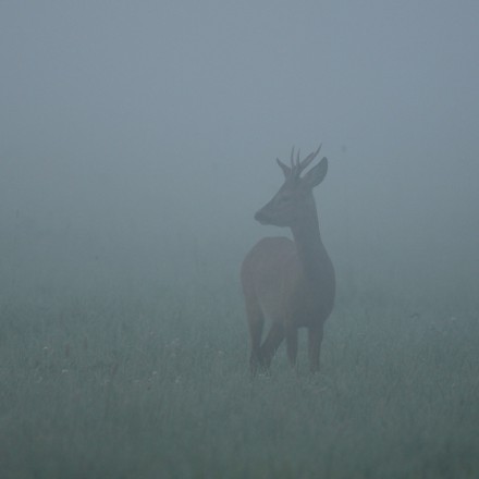 Reebok in de mist